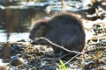 Beaver eating branches