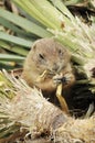 Beaver eating