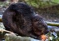 Beaver eating a carrot Royalty Free Stock Photo