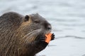Beaver eating a carrot while standing near the water Royalty Free Stock Photo
