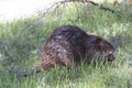 Beaver eating fresh spring twigs Royalty Free Stock Photo