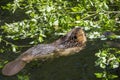 beaver eating green leaf Royalty Free Stock Photo