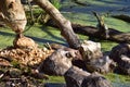 Beaver eating marks