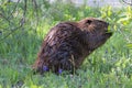 Beaver eating to twig from river birch