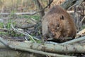 Beaver Eating Tree Bark