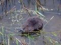 Beaver eating tree branch, Lithuania