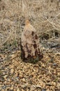 Beaver eating tree