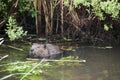 Beaver animal Stock Photos. Beaver animal wild in the water foraging with water and foliage background. Image. Picture. Portrait