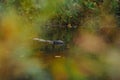 Beaver on the forest lake Royalty Free Stock Photo