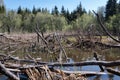 Beaver flooded area in the forest