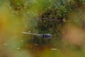 Beaver on the forest lake Royalty Free Stock Photo