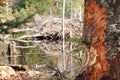 Beaver gnaw marks on tree with lodge in background Royalty Free Stock Photo