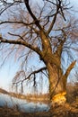 Beaver gnawed willow tree