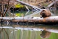 a beaver gnawing on fallen logs near a pond
