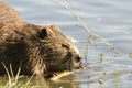 Beaver gnawing on wood