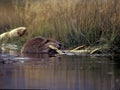 Beaver gnawing on wood Royalty Free Stock Photo