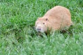 A beaver in the green grass is chasing prey for food Royalty Free Stock Photo