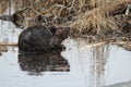 A beaver and his reflection