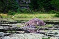 Beaver house Royalty Free Stock Photo