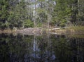 Beaver house Royalty Free Stock Photo