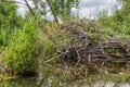 Beaver house on the lake shore Royalty Free Stock Photo