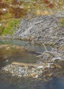 Beaver house, tierra del fuego, argentina Royalty Free Stock Photo