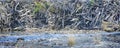 Beaver house, tierra del fuego, argentina Royalty Free Stock Photo