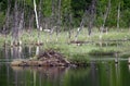Beaver Hut on a pond in Alaska