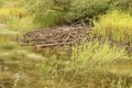 Beaver Hutch in a Woodland Marsh Royalty Free Stock Photo