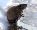 Beaver on Ice