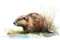 Beaver. Intricate watercolor rendering. Constructing on a pure white canvas