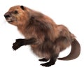 Beaver isolated on white background 3d illustration