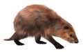 Beaver isolated on white background 3d illustration