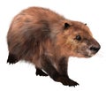 Beaver isolated on white background 3d illustration