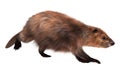 Beaver isolated on white background 3d illustration