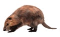 Beaver isolated on white background 3d illustration