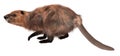 Beaver isolated on white background 3d illustration