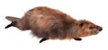 Beaver isolated on white background 3d illustration