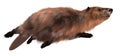 Beaver isolated on white background 3d illustration