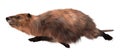 Beaver isolated on white background 3d illustration