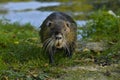 A beaver walking through the woods.