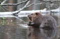 Beaver Royalty Free Stock Photo