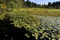 Beaver Lake in Stanley Park