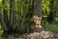A beaver left the job half done!!! The tree is only half cut around Royalty Free Stock Photo