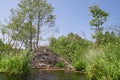 Beaver lodge Royalty Free Stock Photo