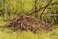 BEAVER LODGE Royalty Free Stock Photo