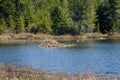 Beaver Lodge