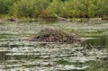 Beaver Lodge