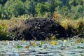 Beaver Lodge in Burnaby Lake