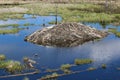 A beaver lodge in Elk Island National Park, Alberta Canada